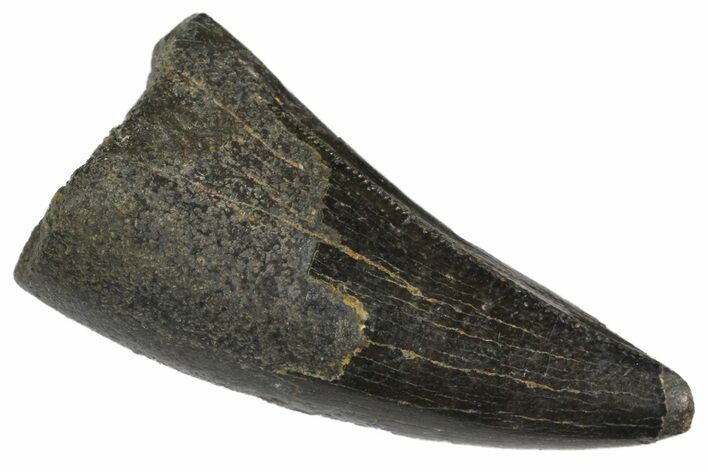 Juvenile Tyrannosaur Premax Tooth - Two Medicine Formation #163382
